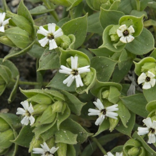 Silene ruscifolia